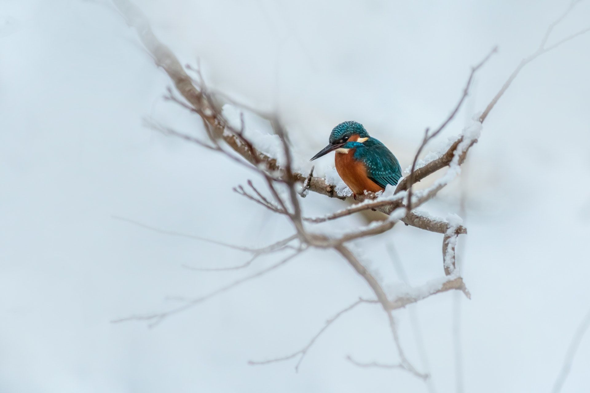 Народні прикмети 16 січня / © Pexels