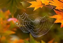 В Україну повертається друге «бабине літо»: синоптики здивували прогнозом